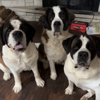 Saint Bernard Cards