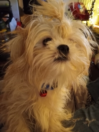 Teddy
