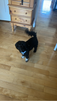 Dylan
