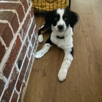 Levi