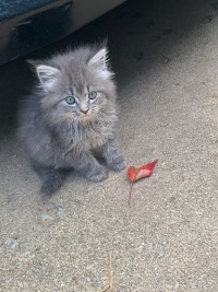 Tom