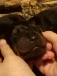 Jaxson K. Shnepp