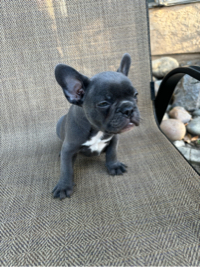 Oscar .G