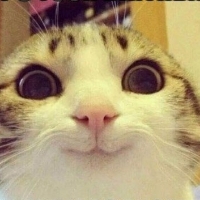 Happy Cat