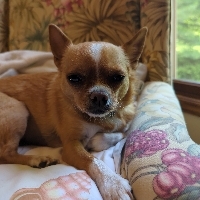Teddy