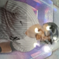 CJ