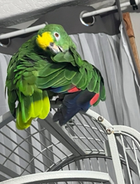 Javi