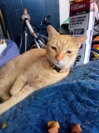 Gina