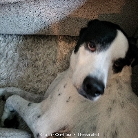 Bowie