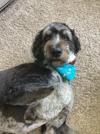 Braxton Ogden