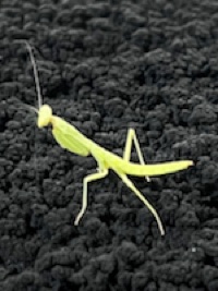 Robert