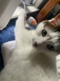 genevieve