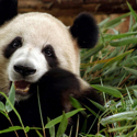 AndrewPanda