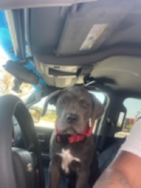 Hank
