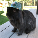 PopCop