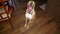 Pete