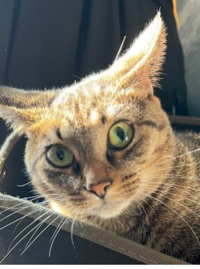 Tara