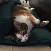 Jeffrey