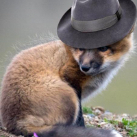 Mositfox