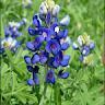 Texas Bluebonnets