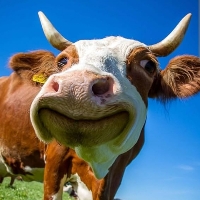 User profile image