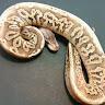 Bam's Pythons