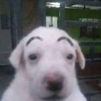 Oetam Elyod