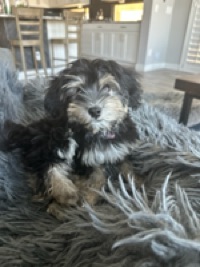 Maxwell