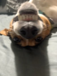Finley
