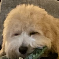 Cruz