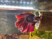 JJ