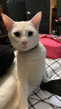 Angela