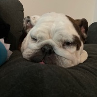 BULLDOG Sports Cards