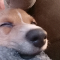 Benji