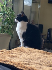 Cookie
