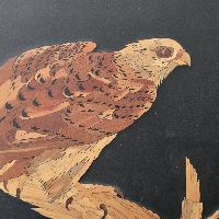 SBF HAWK