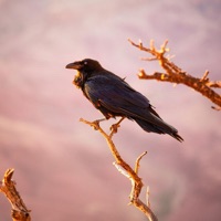 raven82