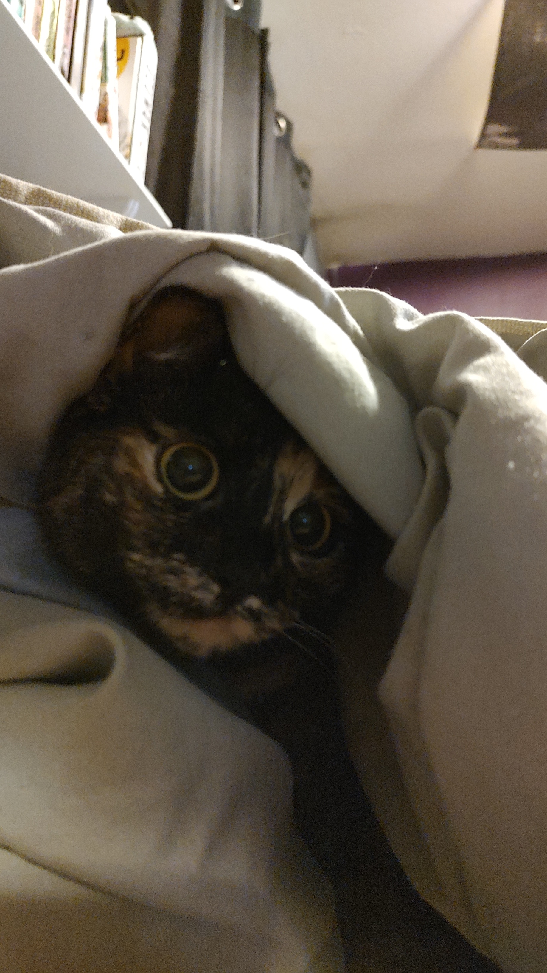Willow
