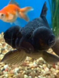 The Nerdy Goldfish