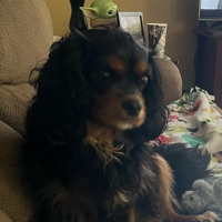 Bregs Chew Bone Trust Fund