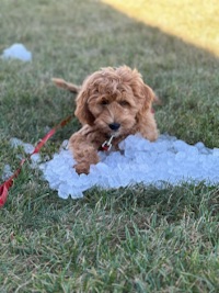 Charlie Goepfert