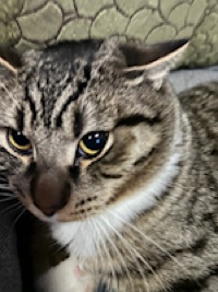 Welly Hescock