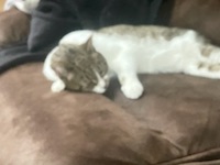 Trevor
