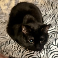 Clementine Fenton
