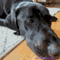 Rob