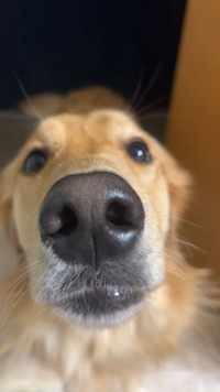 Dylan