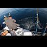 Halibut Brothers
