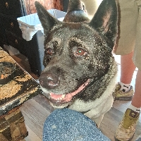 Svein