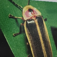 Bug