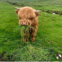 Wooly Bully